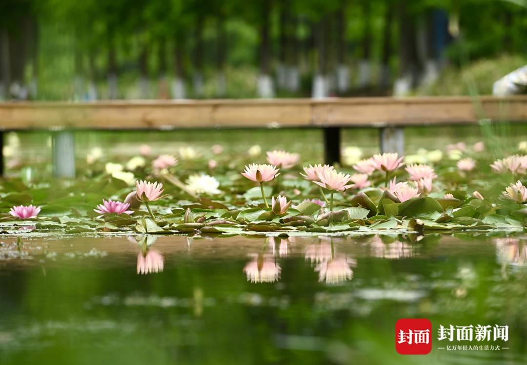 成都白鹭湾湿地公园睡莲花静悄悄地开丨图集