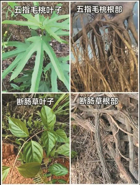 鉴别 这些植物有些像 有毒无毒要分清