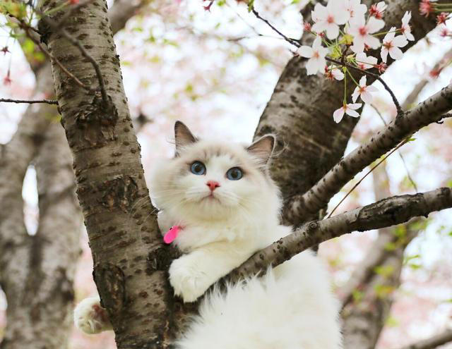 新手养猫：如何快速跟猫猫熟悉起来?
