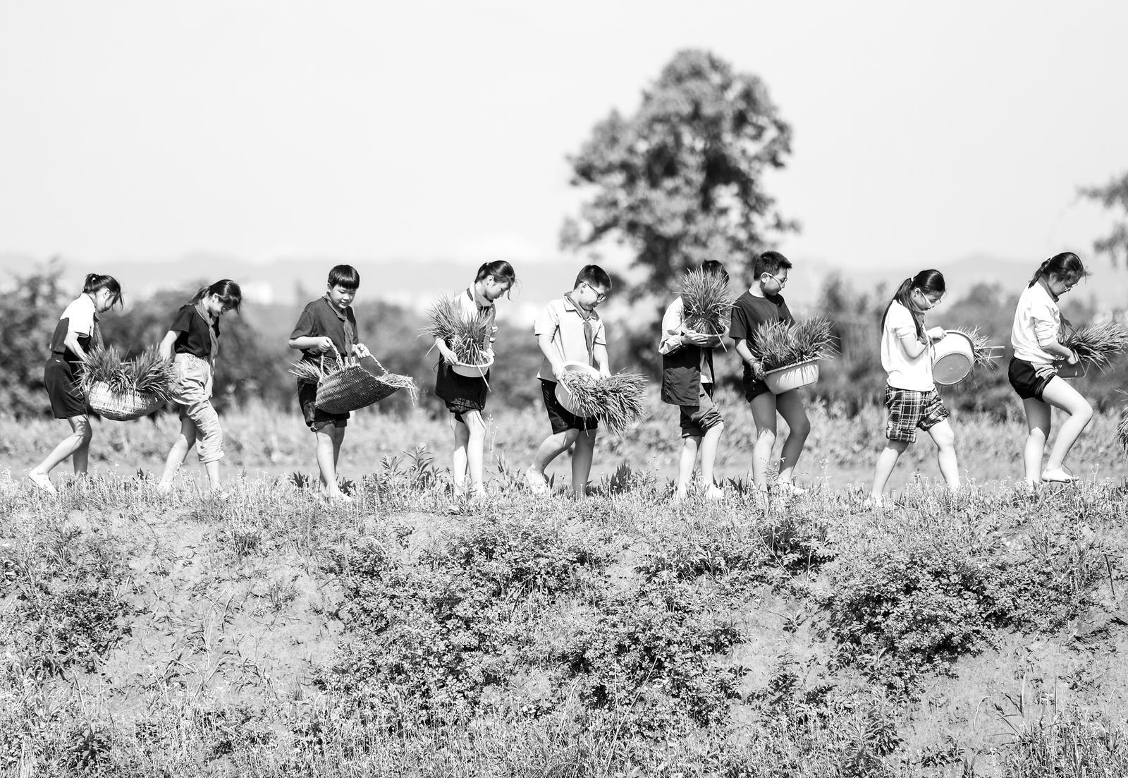 稻田里的 劳动课