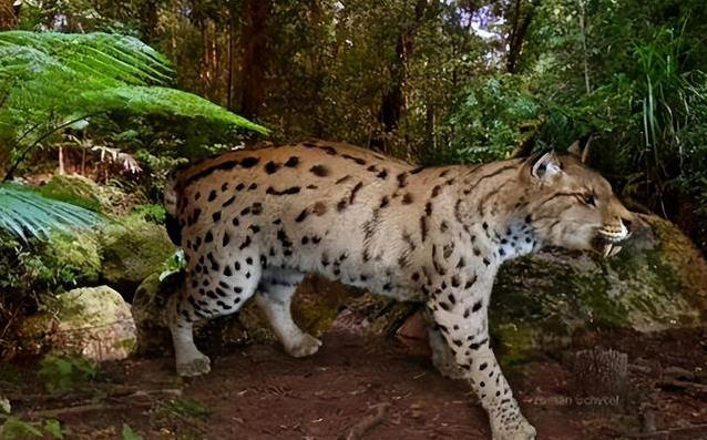 曾专门以人为食的恐猫，为何在三十万年前突然被人类反杀灭绝?