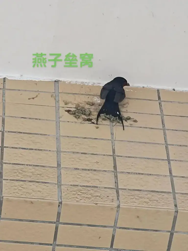 为什么说燕子不进苦寒门，难道燕子能分清人的穷富？
