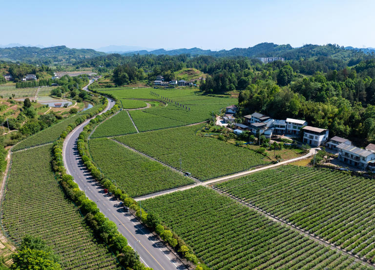 图片新闻｜南川：蓝莓抢鲜上市 特色产业助农增收