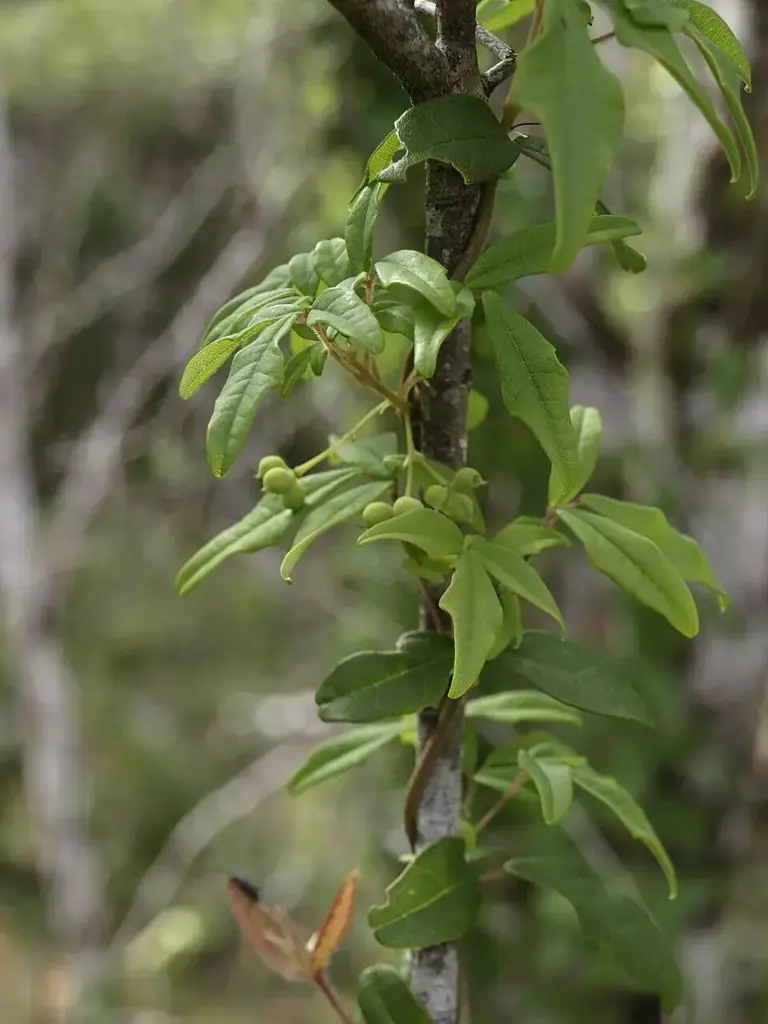 植物界的魔术大师——避役藤：南美雨林里有拟态能力的草本变色龙