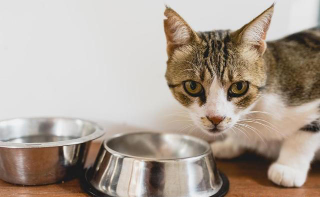 猫一天喂几次? 养猫小百科：猫咪饮食全攻略，一天喂几次最科学?