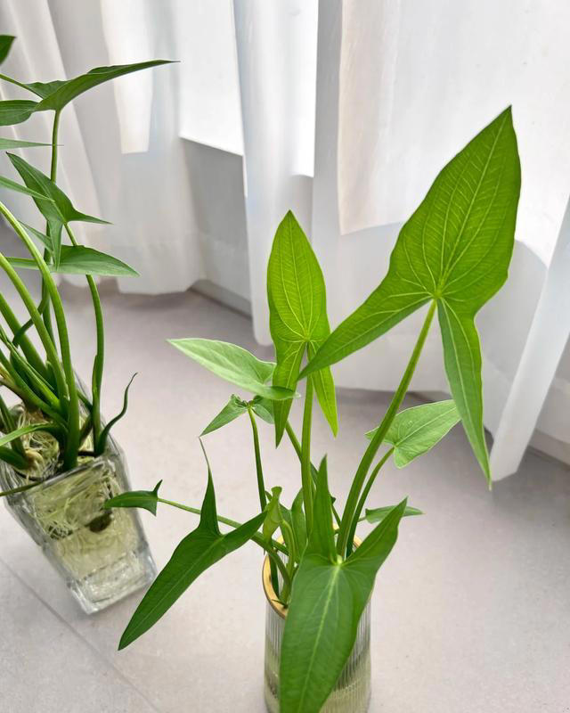 江西一女子，因把“茨菇”当绿植养走红，亭亭玉立，太美了