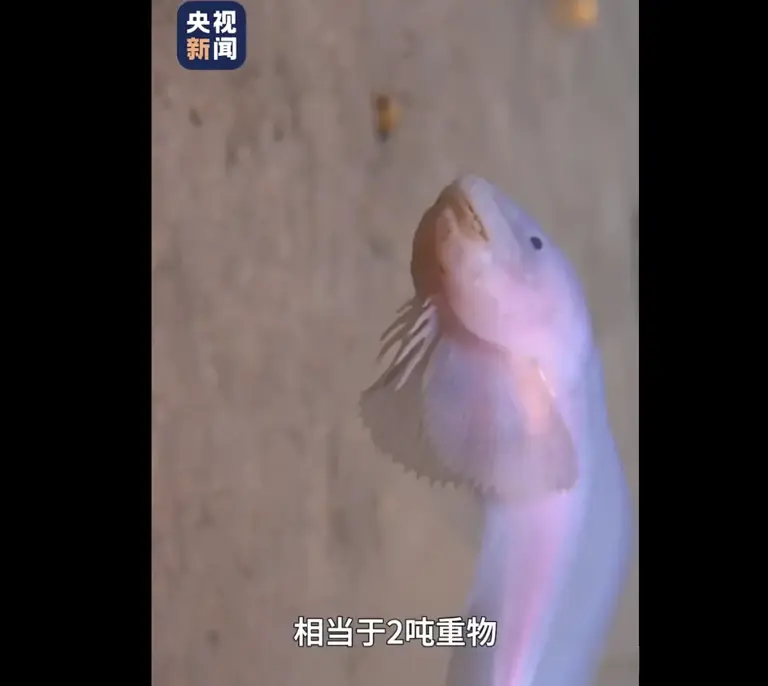 中国奋斗者号再立新功！9533 米深海发现生命绿洲，打破百年认知
