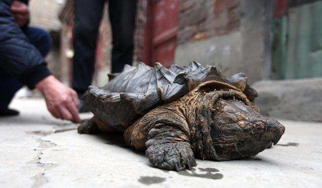 昔日“神龟”跌落神坛：揭秘五大“过气网红”背后的故事