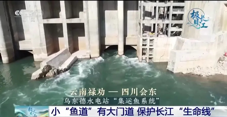长江里的鱼怎么“回家”?一起解锁鱼道进化史