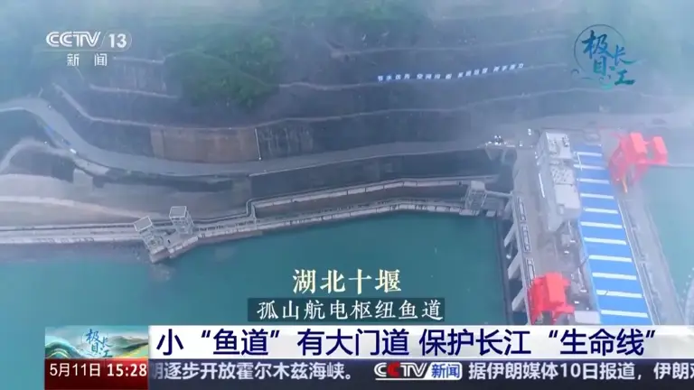 长江里的鱼怎么“回家”?一起解锁鱼道进化史