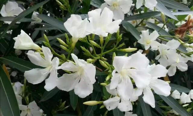 这4种花“惹”不得，家里有小孩的，千万别养