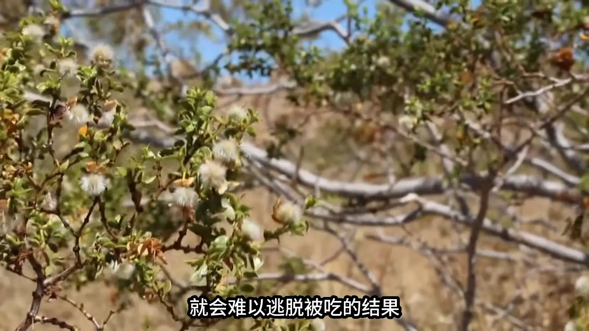 这种叫“食羊树”的植物，能自己抓羊吃，村民一旦发现就立马烧毁
