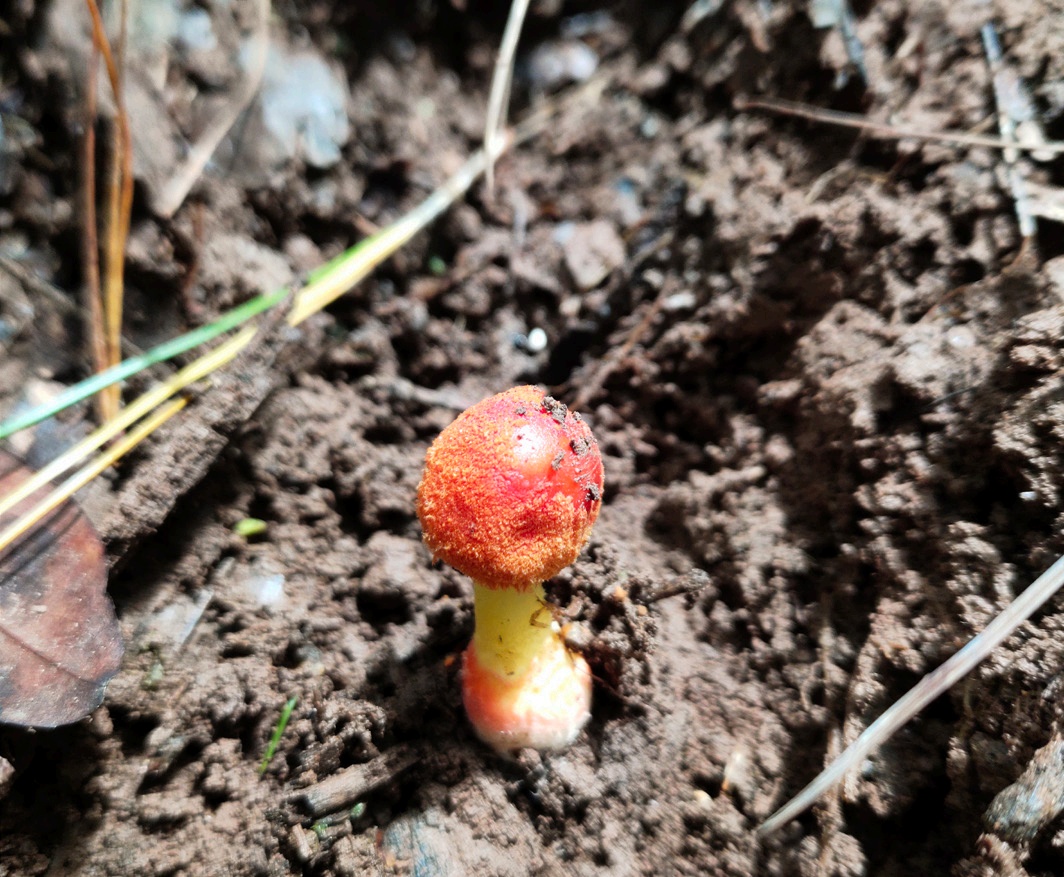 野生菌暗藏致命“杀手” 十种鹅膏一口都别尝