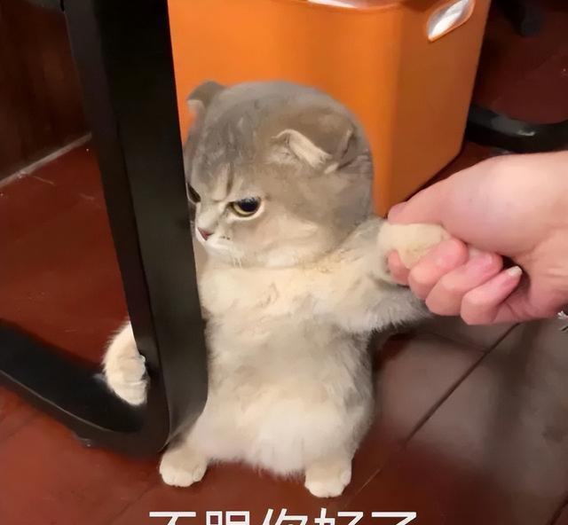 为什么不要“打猫”，这些后果，你能承受吗?