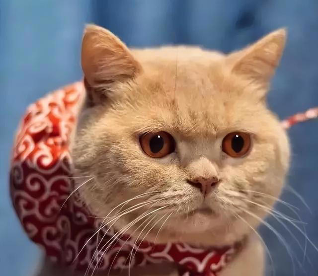 为什么不要“打猫”，这些后果，你能承受吗?
