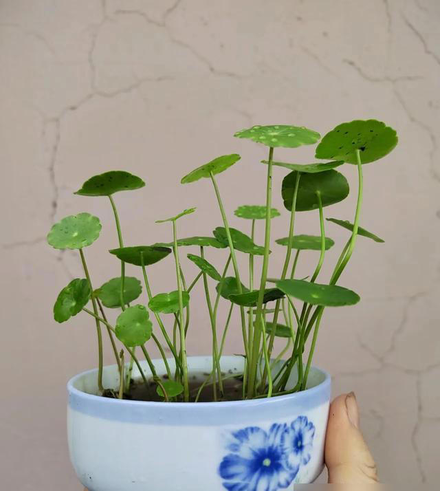 湖北一28岁太太的客厅，因“铜钱草太美”走红，真治愈，晒晒