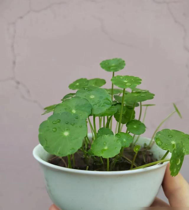 湖北一28岁太太的客厅，因“铜钱草太美”走红，真治愈，晒晒