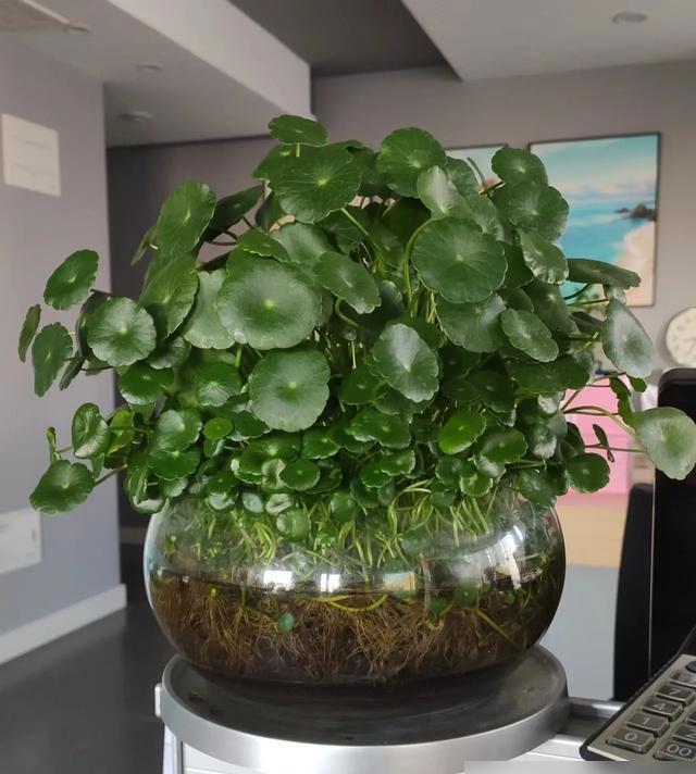 湖北一28岁太太的客厅，因“铜钱草太美”走红，真治愈，晒晒