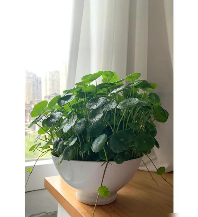 湖北一28岁太太的客厅，因“铜钱草太美”走红，真治愈，晒晒
