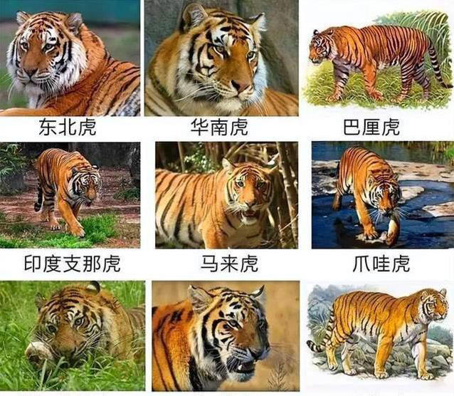 野生亚洲狮数量回升至九百只，当年为何没能向东踏入我国半步