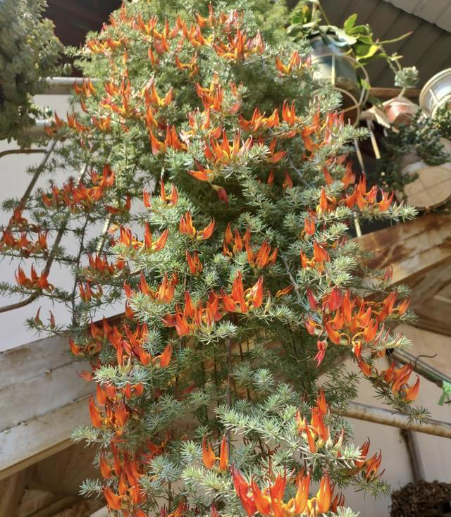 一种被名字“耽误”的花，颜值高，花期长，打理简单，很少人认识