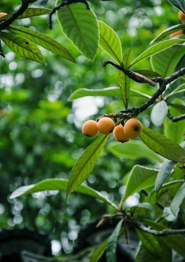 院子里不能栽植枇杷树?这是为什么?
