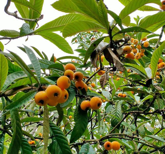 院子里不能栽植枇杷树?这是为什么?