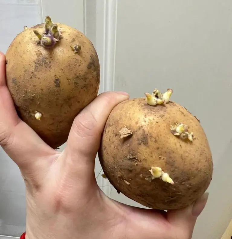 同样是蔬菜，为什么有的能生吃，有的必须做熟?