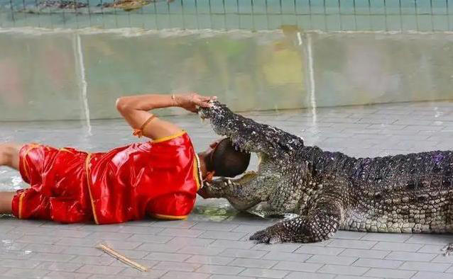 20元赌命10秒! 驯鳄师把头伸进两吨咬合力的巨兽嘴里，图啥?