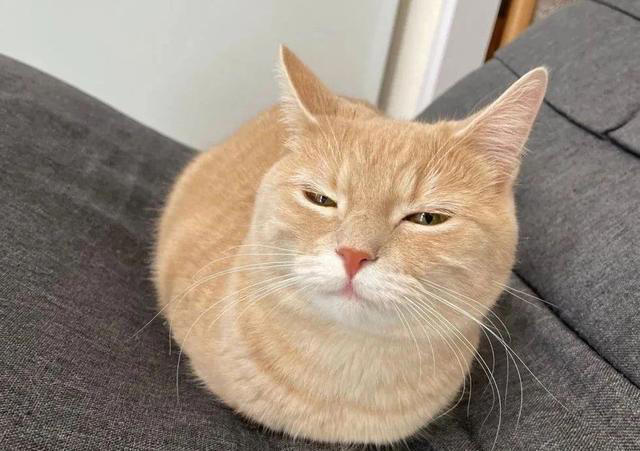 养猫多年才明白，猫咪爱“揣手手”，原来是这些意思!