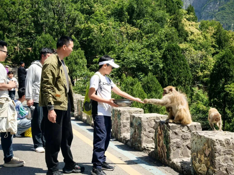 整整三个月! 神农山对全国25周岁及以下游客免门票!