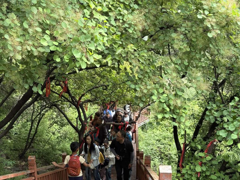 整整三个月! 神农山对全国25周岁及以下游客免门票!
