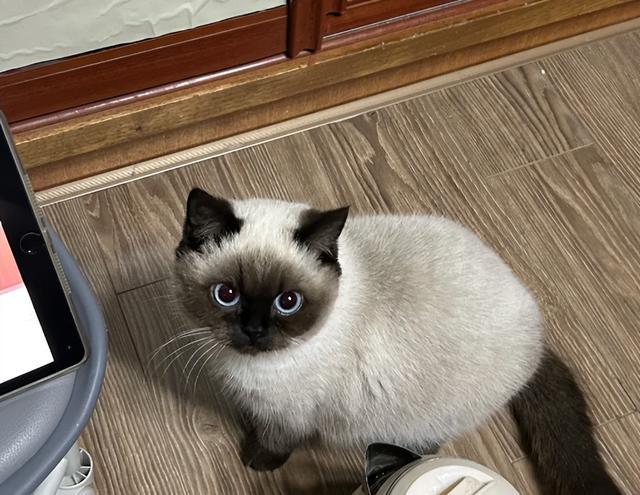 这4种“傻猫”最好别养！尤其是最后一种，谁养谁后悔！