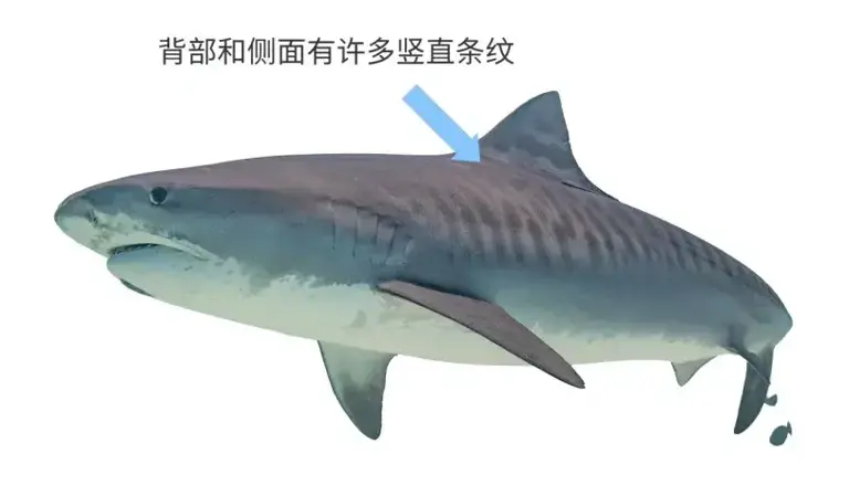 并不是所有鲨鱼都很凶猛：我很大，但我很温柔
