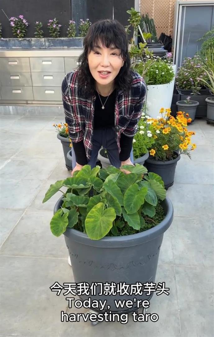 张曼玉在香港豪宅的阳台上种芋头，她亲自挖芋头，张曼玉也爱种地