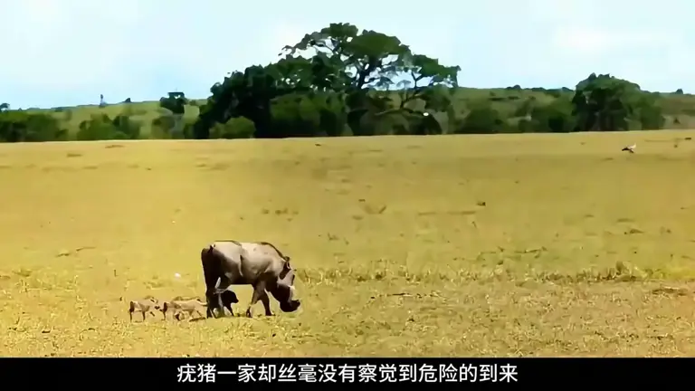 花豹捕杀疣猪遭挑衅，下一秒直接掀猪窝，这下疣猪崽遭殃了