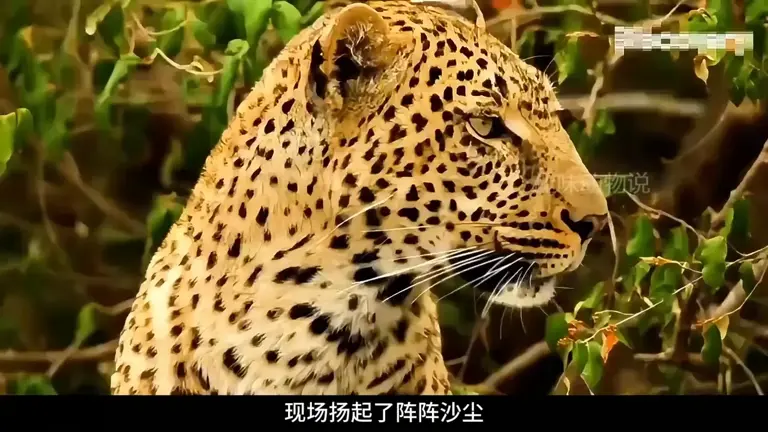 花豹捕杀疣猪遭挑衅，下一秒直接掀猪窝，这下疣猪崽遭殃了