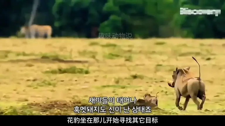 花豹捕杀疣猪遭挑衅，下一秒直接掀猪窝，这下疣猪崽遭殃了