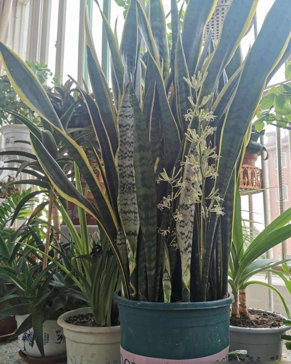 虎皮兰爆芽开花有诀窍花友实测：做好3点，小芽挤爆盆+香花串串开