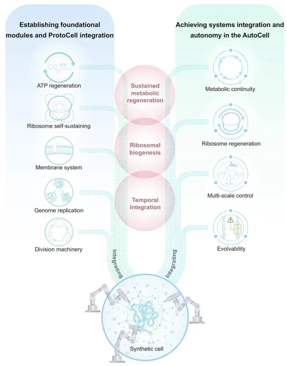 Nat Biotech丨刘陈立/赵国屏/张先恩/李明/李峻柏/张承才/刘兴国/戴卓君等发布亚洲合成细胞技术路线图