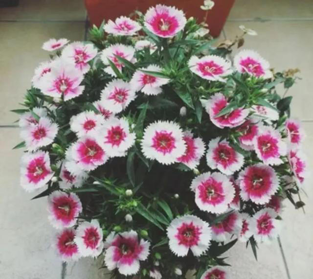 6种“开花王”，开花多又漂亮，现在养起，未来半年一直开