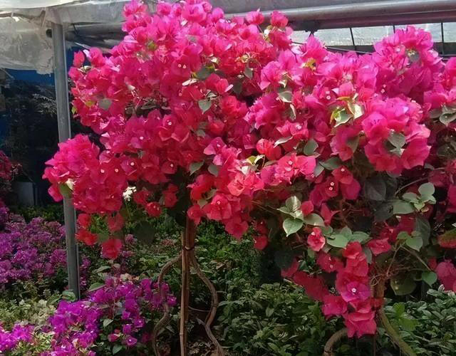想三角梅多生芽，土加“一料”，7天蹭蹭冒小笋，独苗变繁花老桩