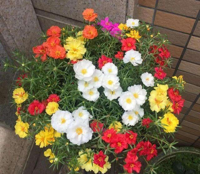七种“命硬花”，轻易“死不了”，小苗很便宜，养成老桩价值高