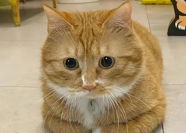 猫咪为啥总爱“揣手手”，真不是为了卖萌，而是这些意思!