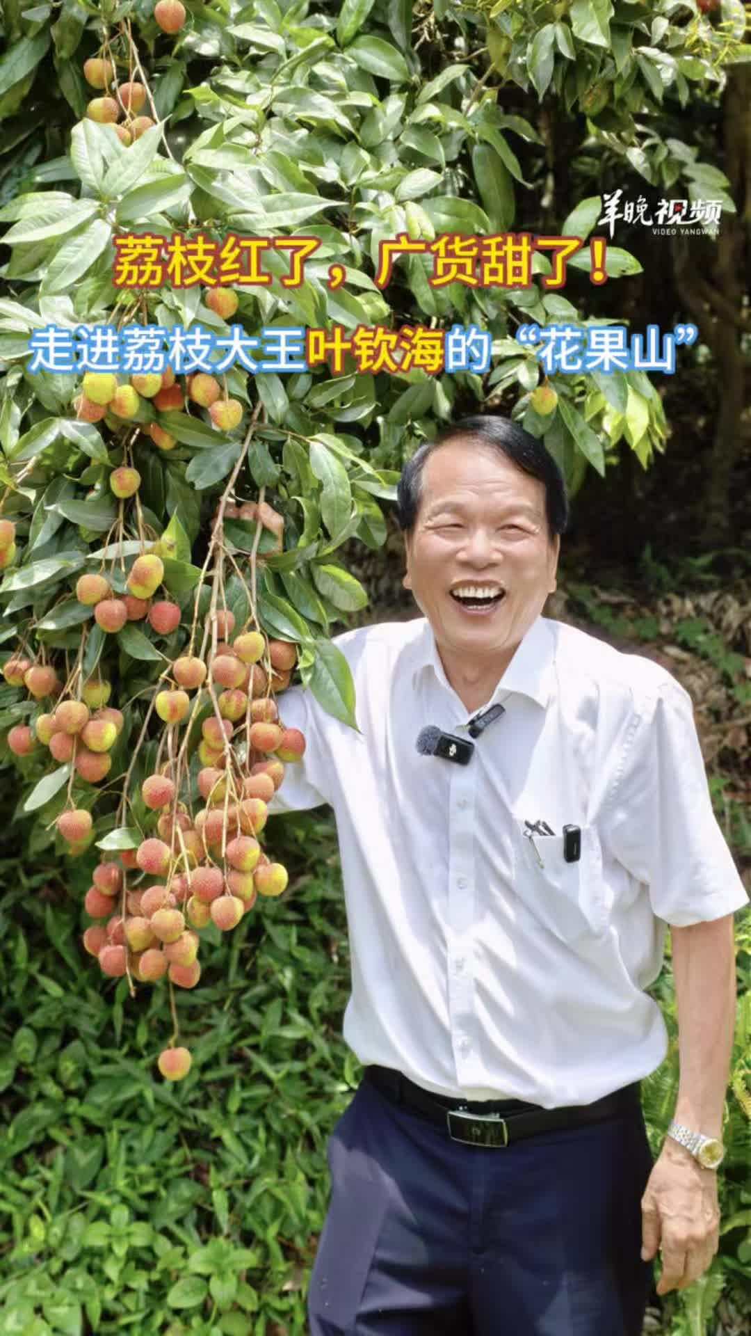 荔枝红了广货甜了! 走进“全国荔枝大王”叶钦海的花果山｜广货文旅行