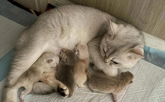 猫妈妈“叼幼崽”给主人的4个原因，不仅仅是信任你！