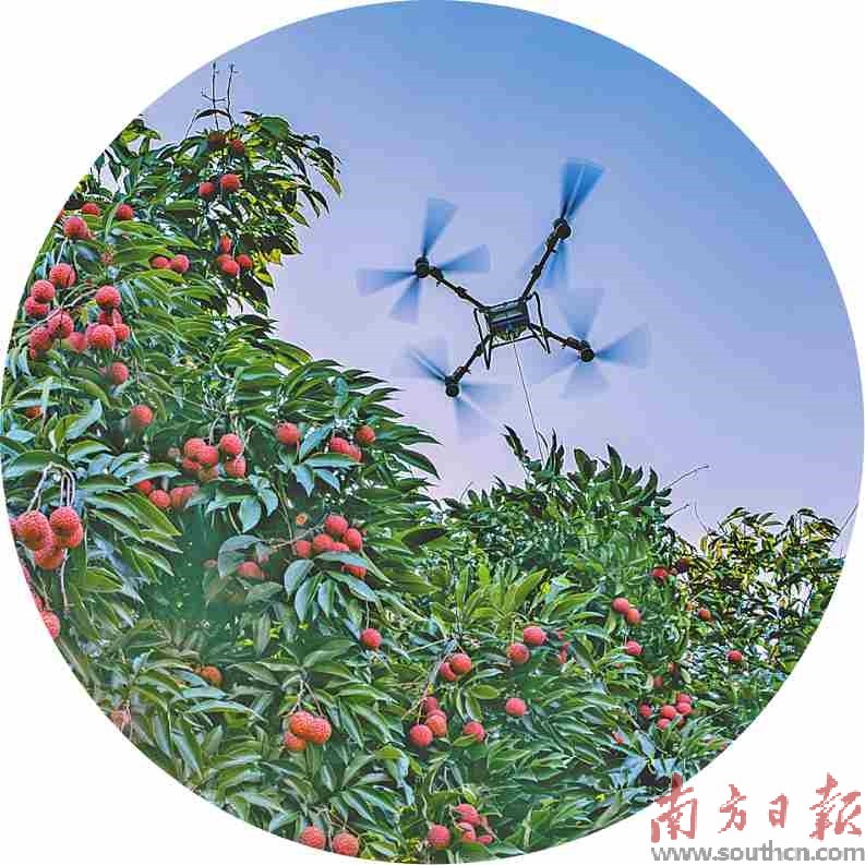 荔枝红了 日子甜