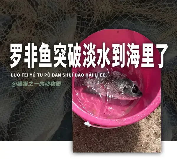 罗非鱼突破淡水到海里了? 广东女子赶海竟抓到活体! 网友: 这鱼能吃刺身!
