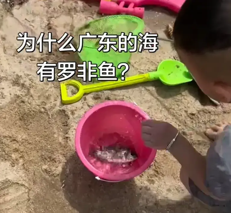 罗非鱼突破淡水到海里了? 广东女子赶海竟抓到活体! 网友: 这鱼能吃刺身!