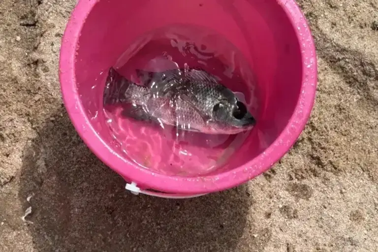 罗非鱼突破淡水到海里了? 广东女子赶海竟抓到活体! 网友: 这鱼能吃刺身!